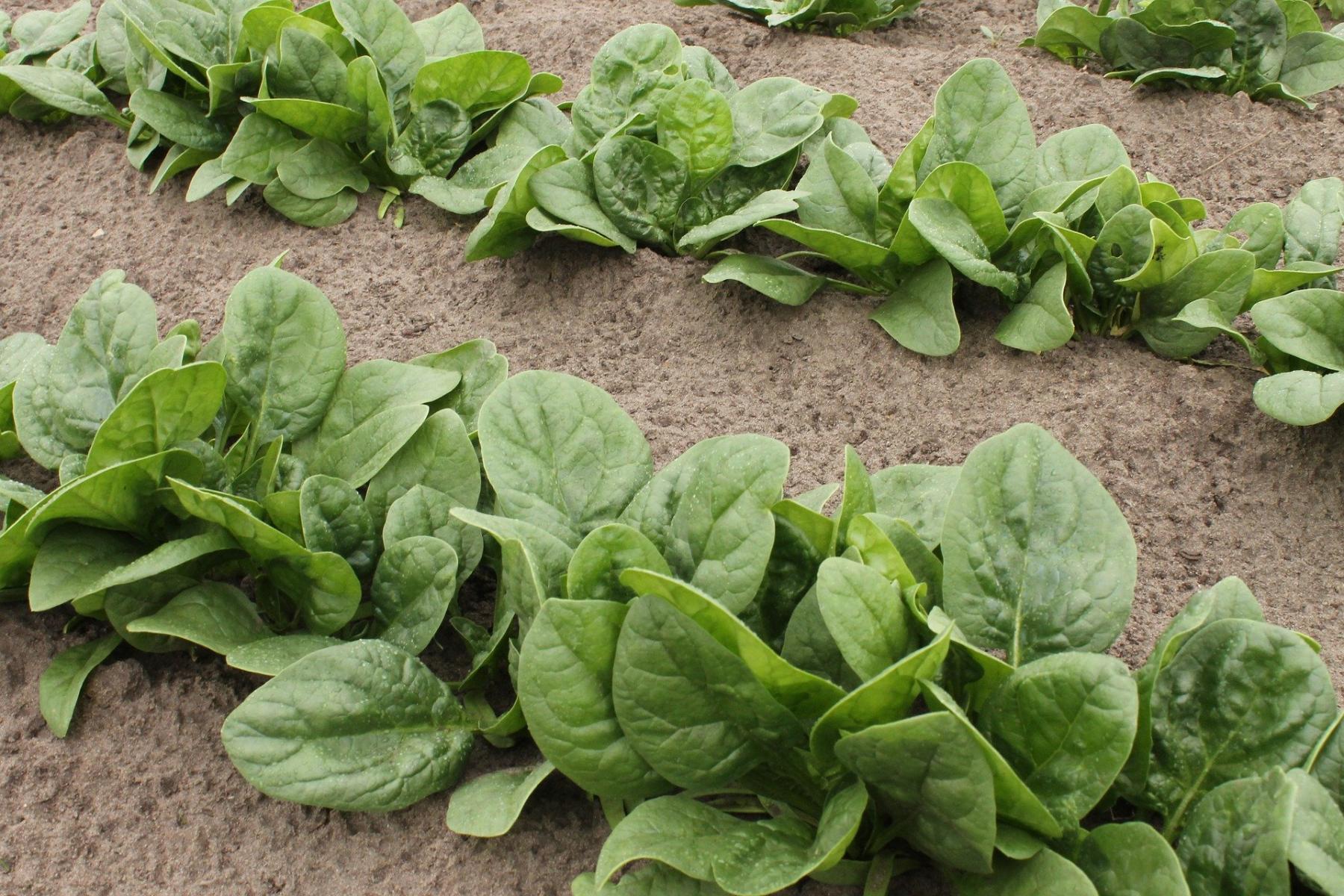 Image of spinach greens. 