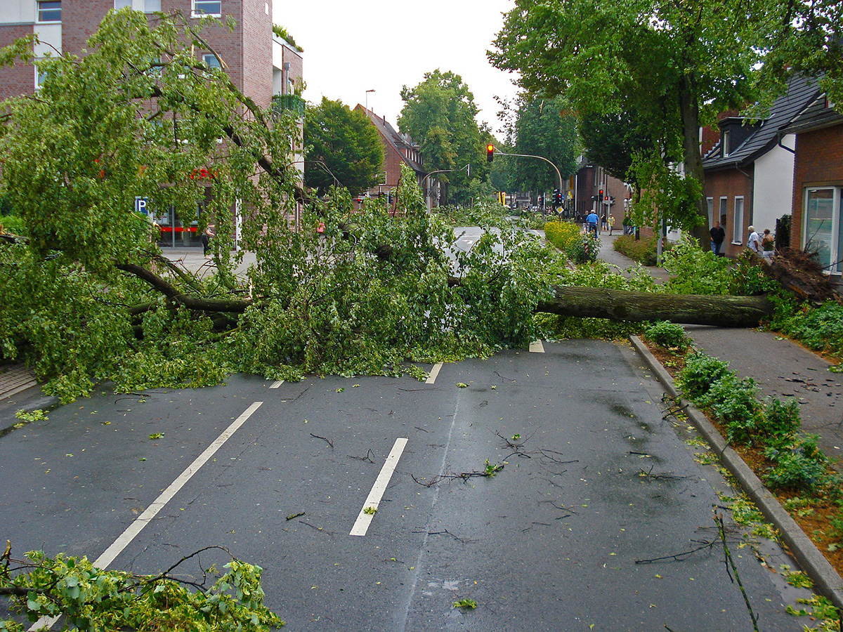 Image of street tree uprooted by storms. 