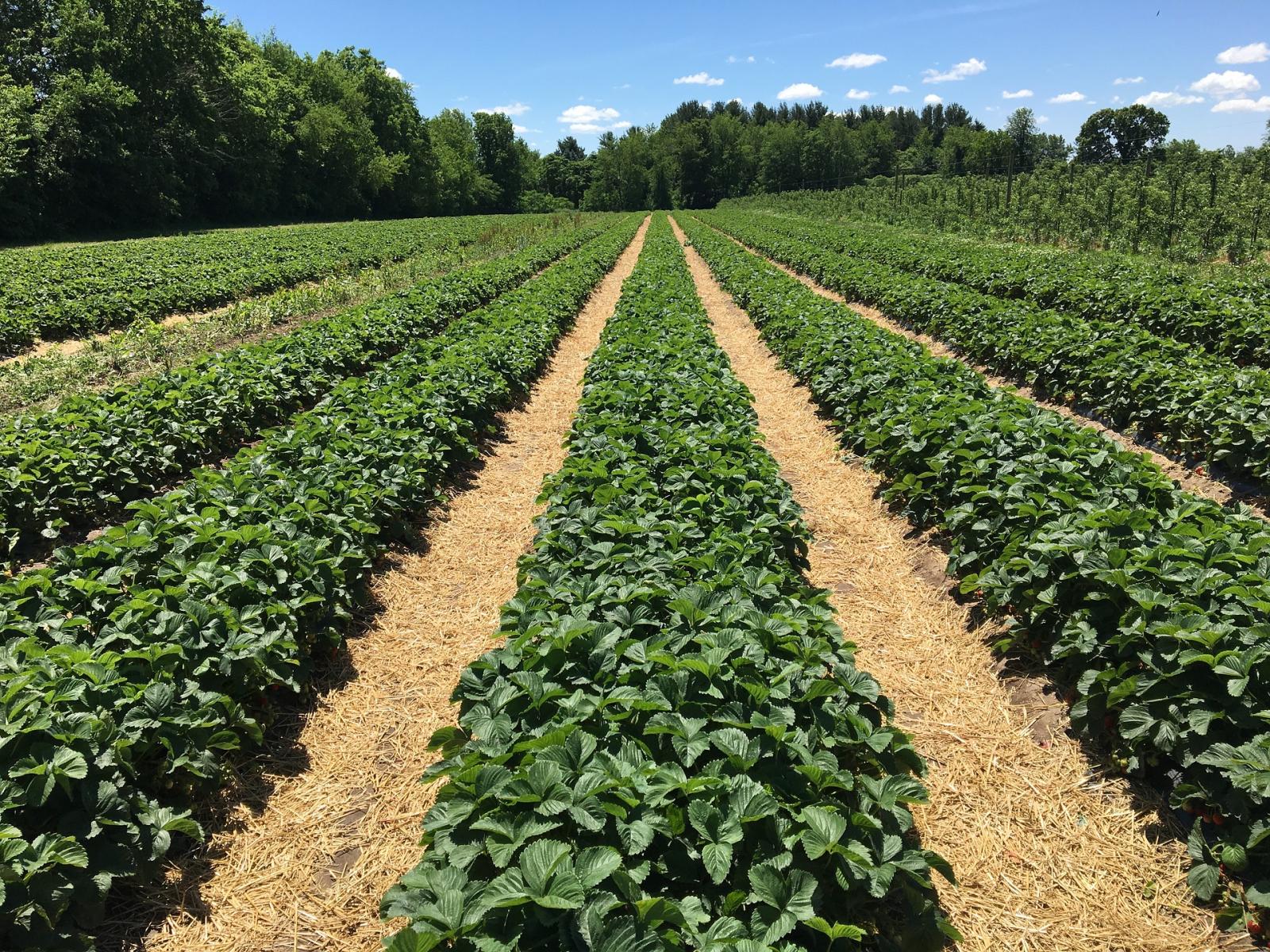 Wide row strawberry plantings.