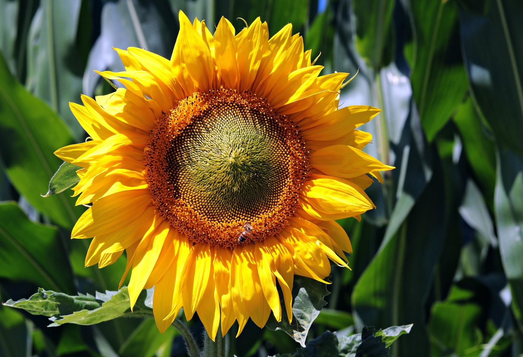 Picture of a sunflower. 