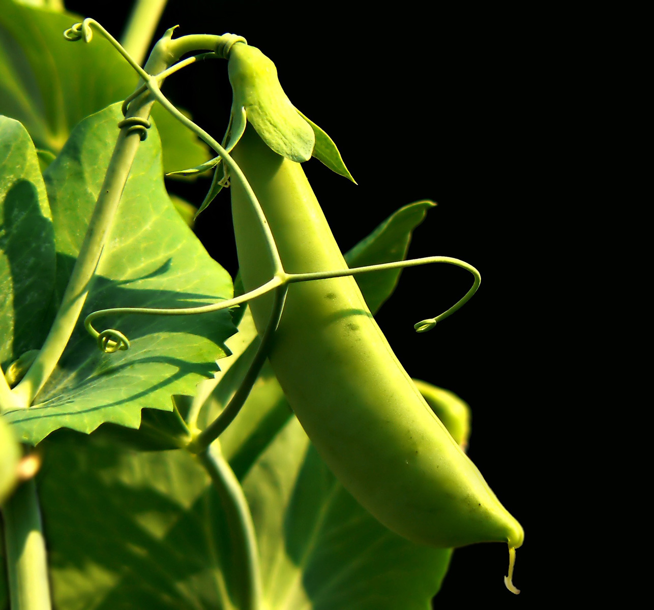 Picture of garden peas. 