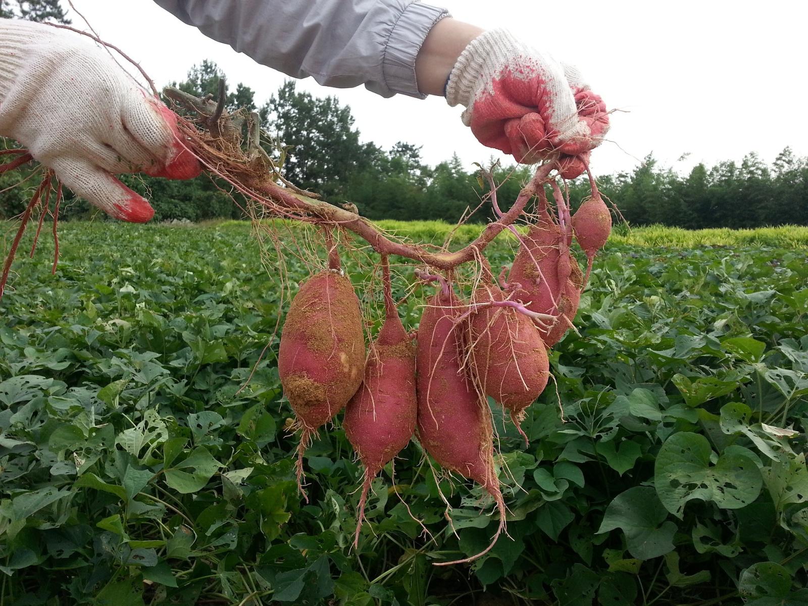 Picture of sweet potato harvest.