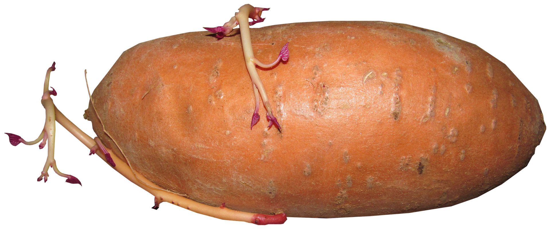 Image of sprouting slips on a sweet potato. 