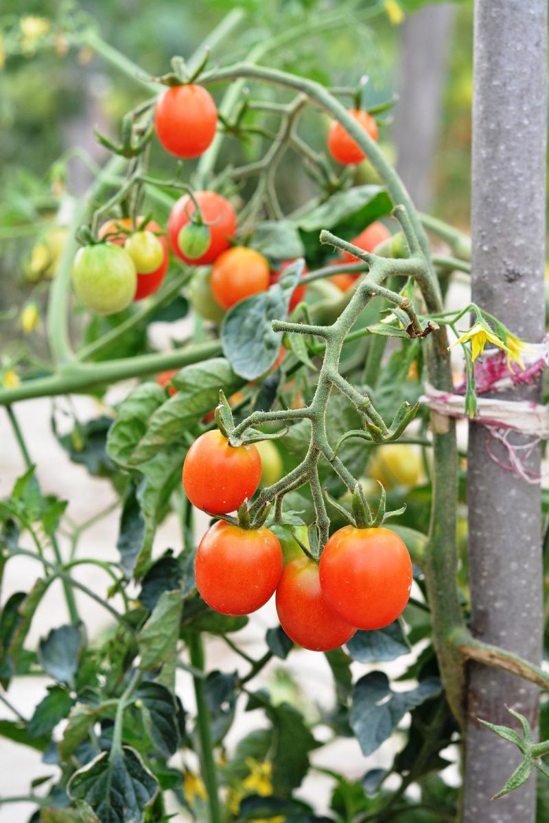 Image of tomato vines. 