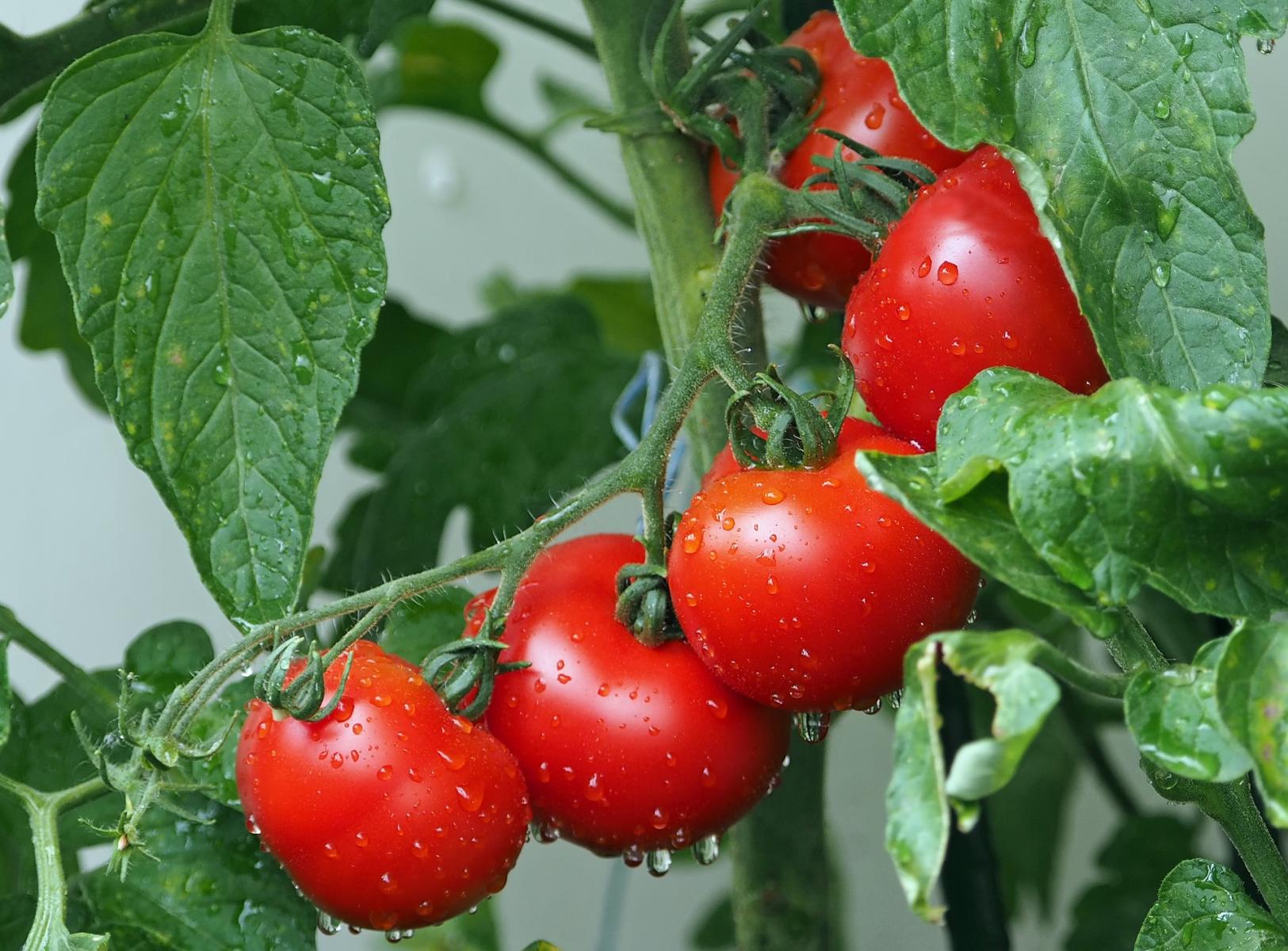 Picture of image of tomatoes.