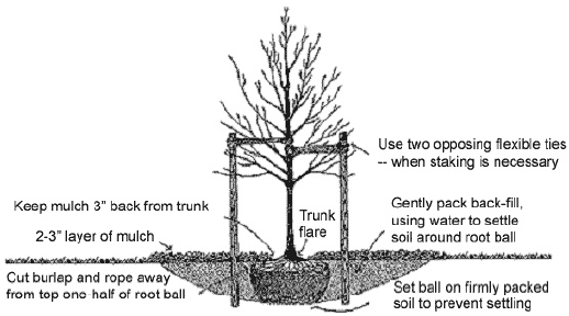 Diagram of how to plant a tree