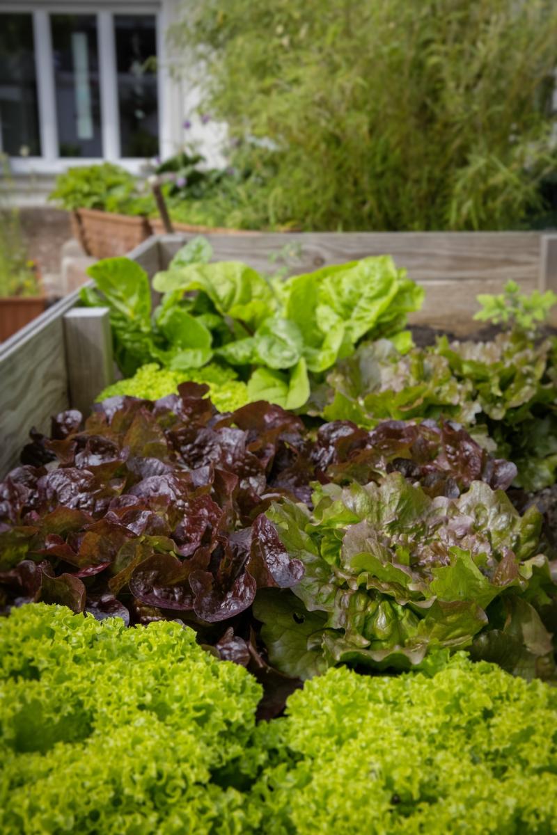 Image of garden lettuces.