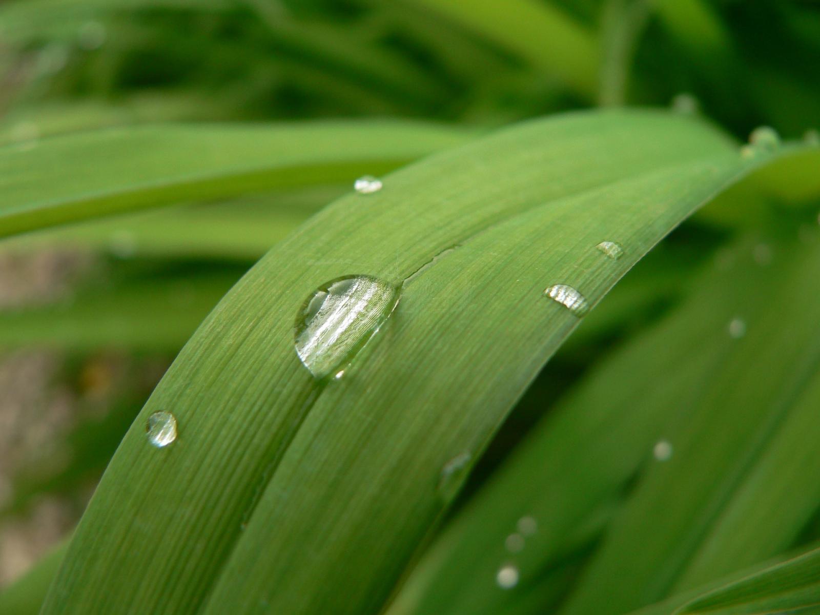 Image of water droplet on plant leaf. 