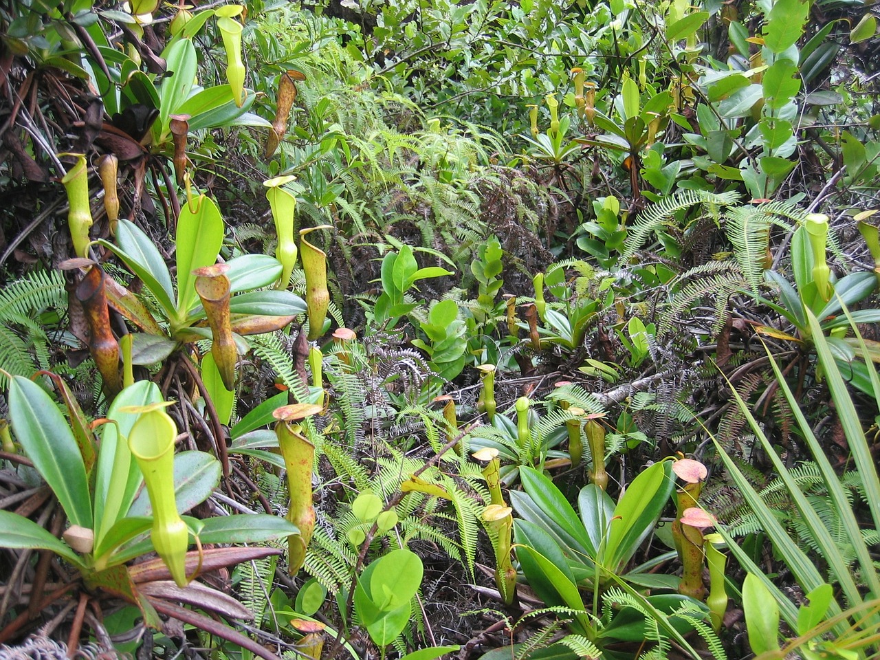  picture of carnivorous vegetation plant