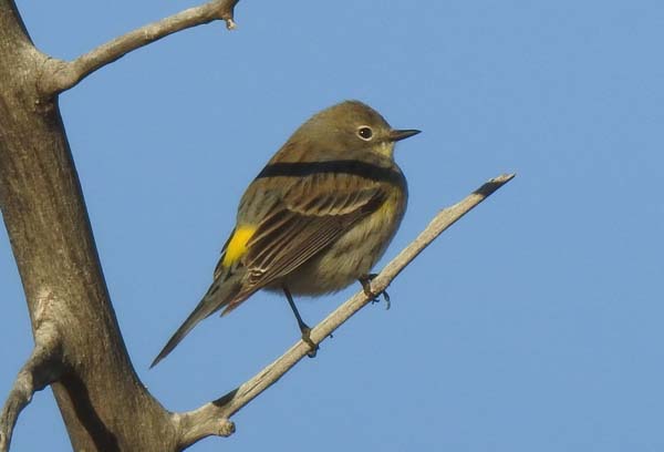 Image of Yellow-rumped warbler. 