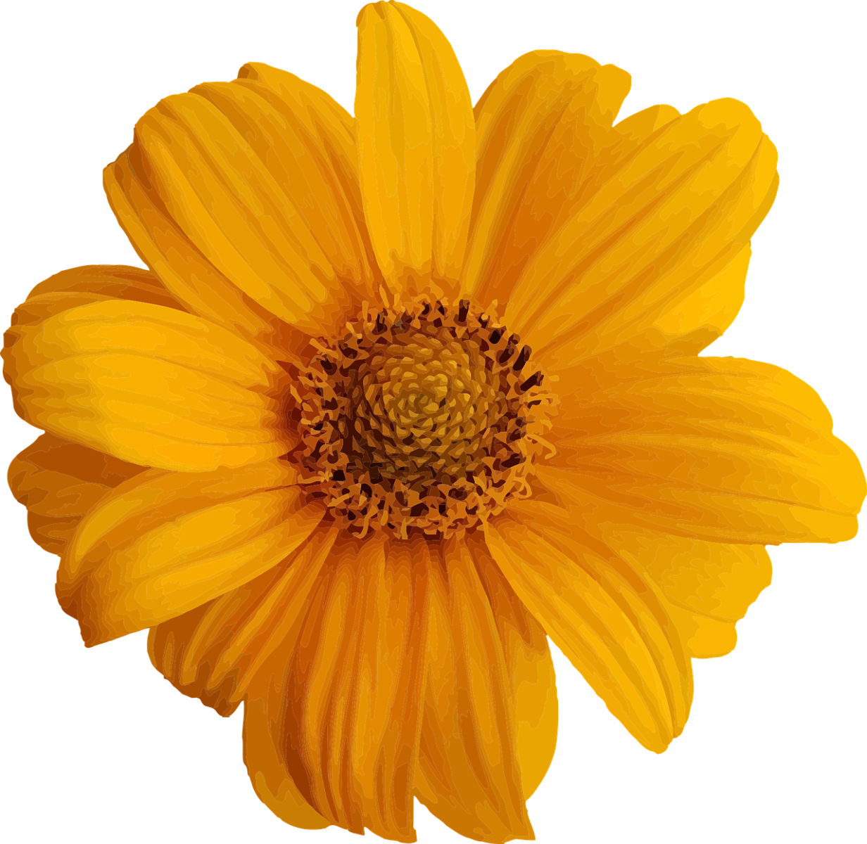 Image of yellow flower.