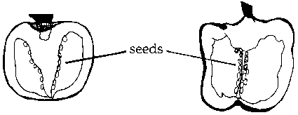 Here is where you find vegetable seeds in peppers