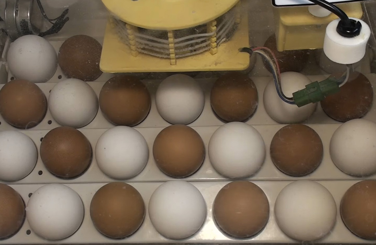 brown and white eggs in incubator