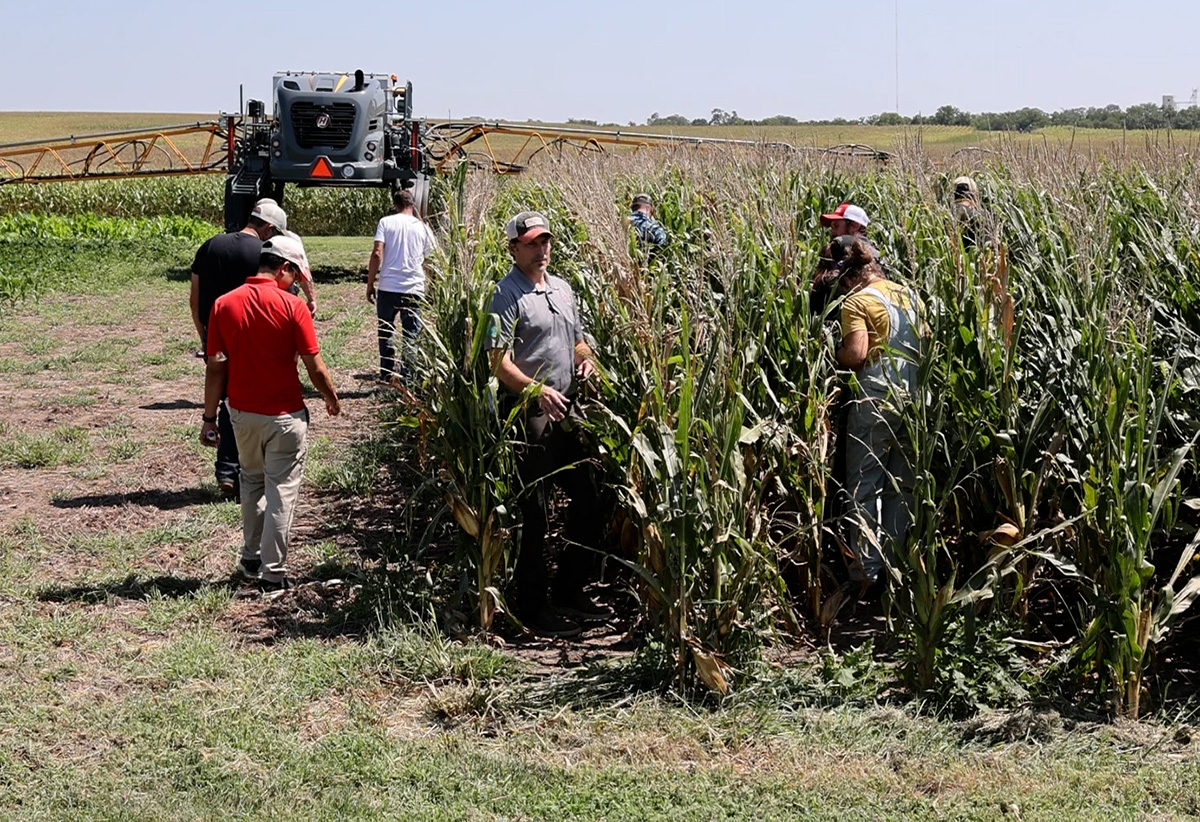 Several people walking in rows of corn with an agricultural machine in the background