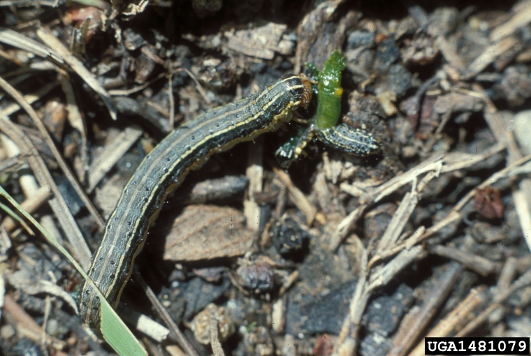 Watch Out for Fall Armyworms