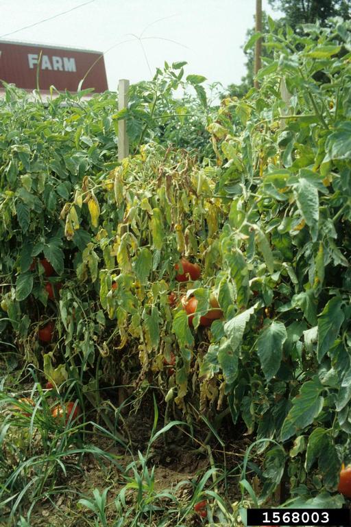 Possible Causes of Sudden Wilt and Death in Tomatoes