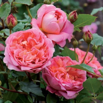 English Roses For Beauty and Fragrance
