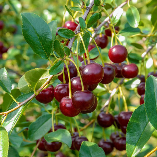 Bush Cherries – A Game-changer for the Home Orchard 