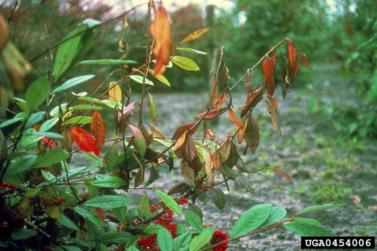 Fire Blight – Use Multiple Strategies for the Best Control
