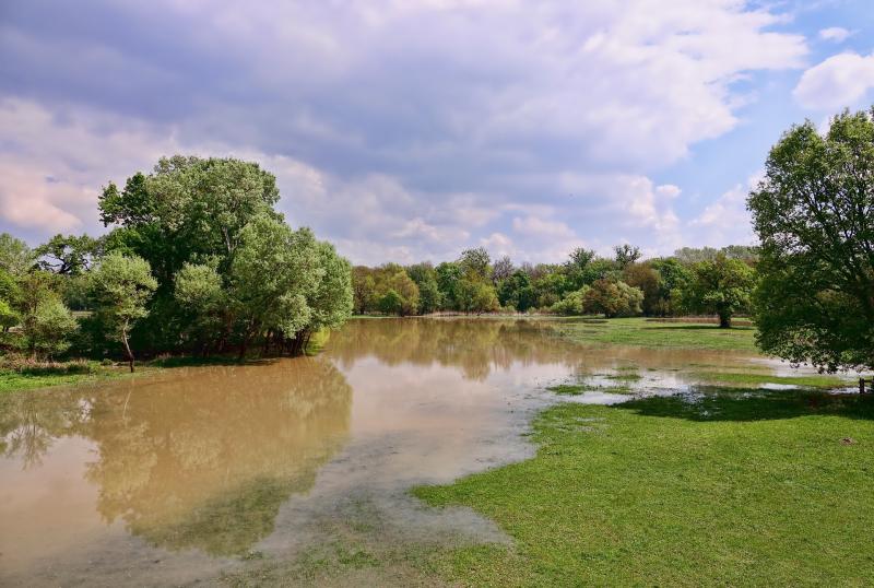 Image of grass and trees with standing water in the field and up the tree trunks.