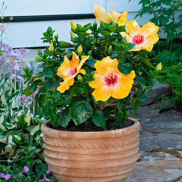 hibiscs potted plant outdoors