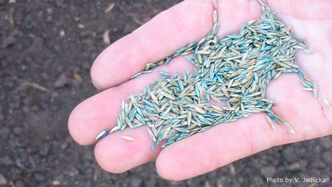 Get Ready for Lawn Seeding
