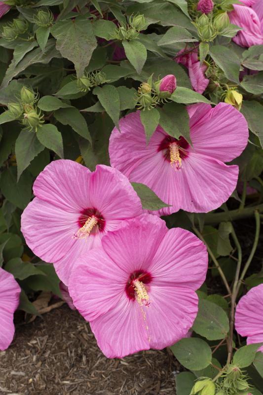 2021- The Year of Perennial Hibiscus 