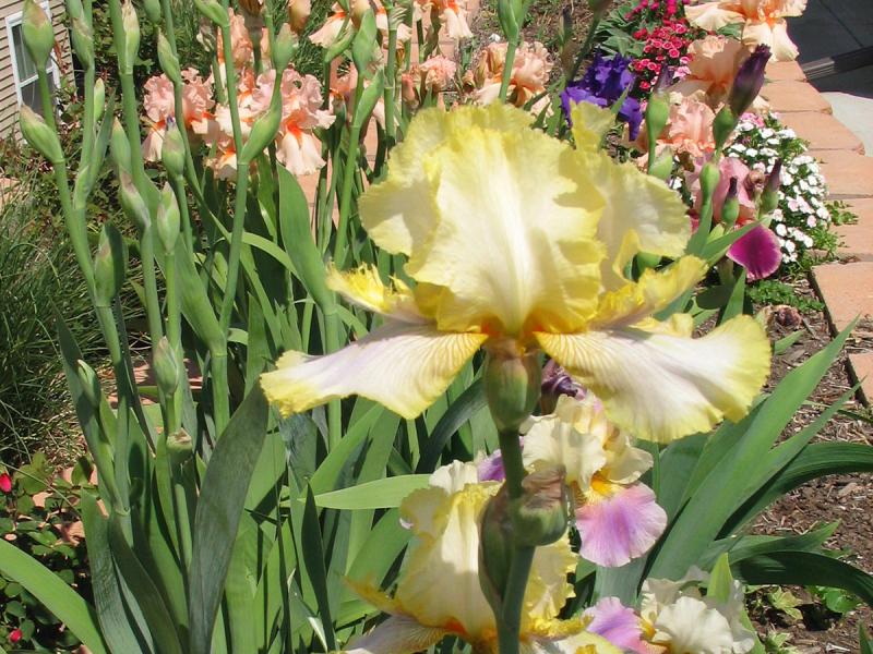 Create Color Throughout the Summer with Iris 