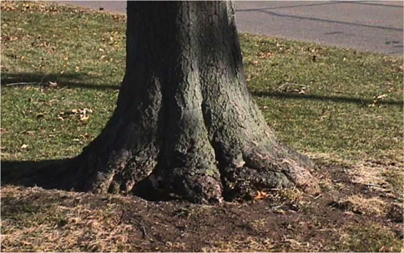  Fall Tree Planting: Eliminate Stem Girdling Roots Before Planting