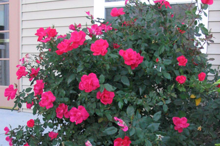 Getting Your Shrub Roses Ready for Another Season 