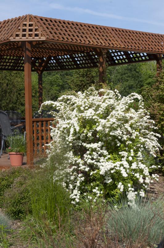 A Spirea for Every Landscape
