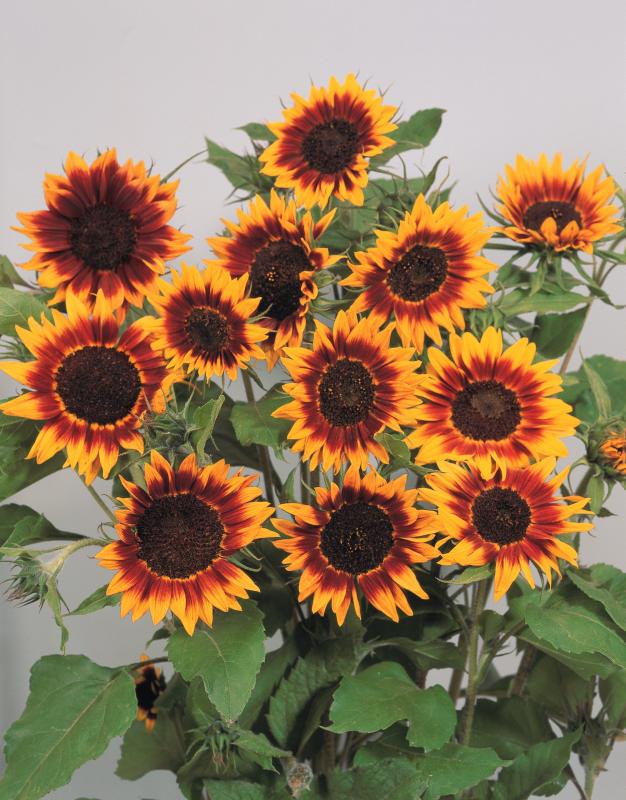 2021- The Year of Sunflowers 