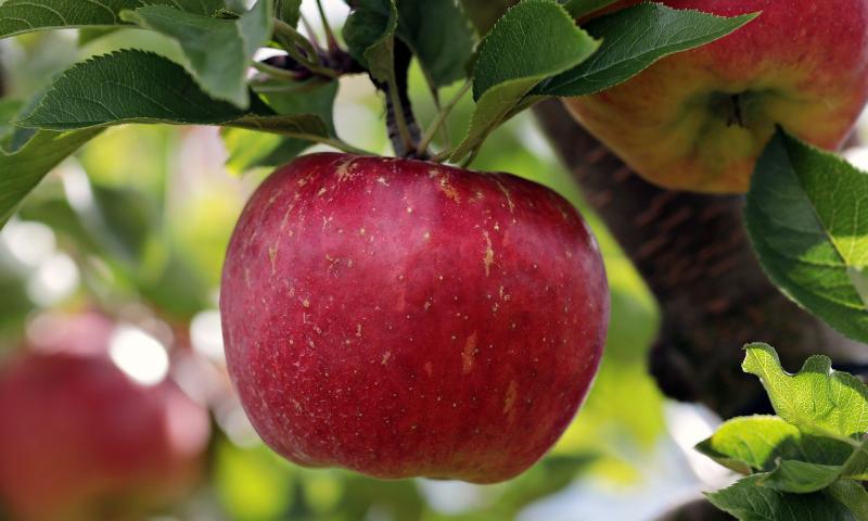 Red-Fleshed Apple Trees - Learn About Types Of Apples With Red