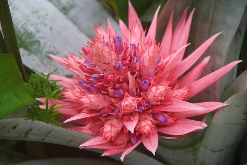 Bromeliads Need Strong Light, Warm Temperatures to Survive