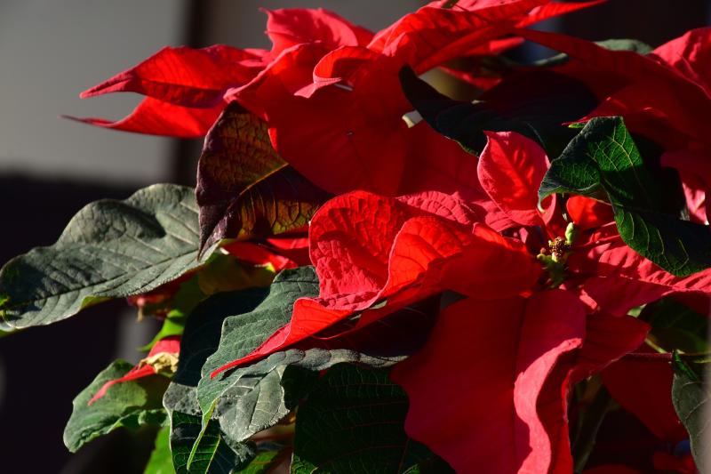 Keep Gift Plants Under Wraps