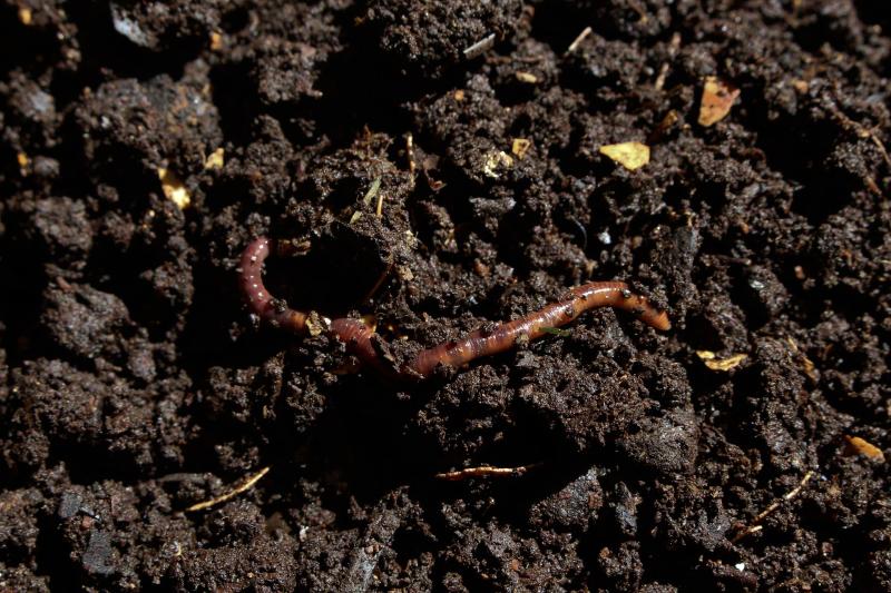 Vermicomposting - Composting with Worms