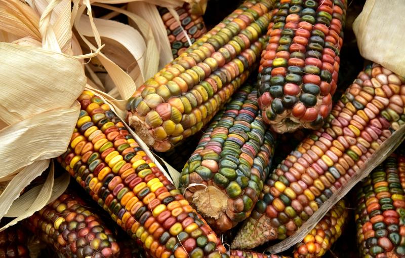 Native Crops Dominate the Thanksgiving Table