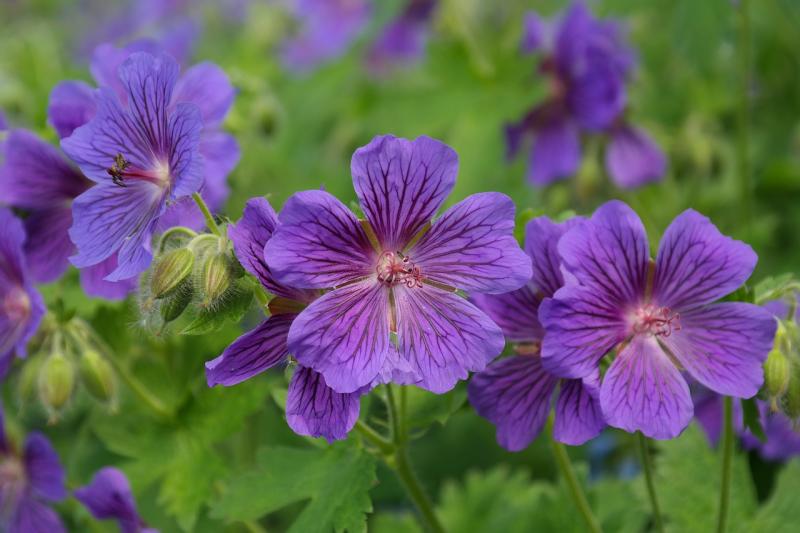 Perennial Geraniums Make Great Groundcover Plants