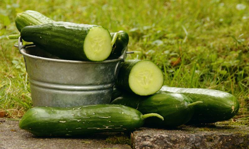 Bitterness in Cucumbers and Zucchini