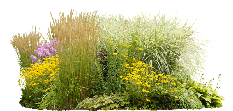 Get More for Your Money: Divide Ornamental Grasses