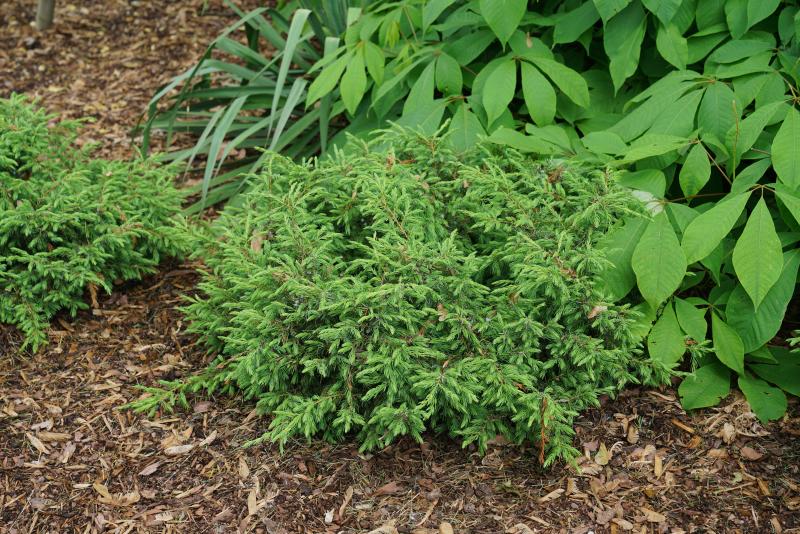 Evergreen Shrubs Bring Variety to the Winter Landscape 