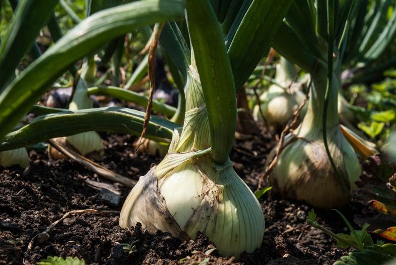 onion bulbs growing in the ground but also partially above soil level