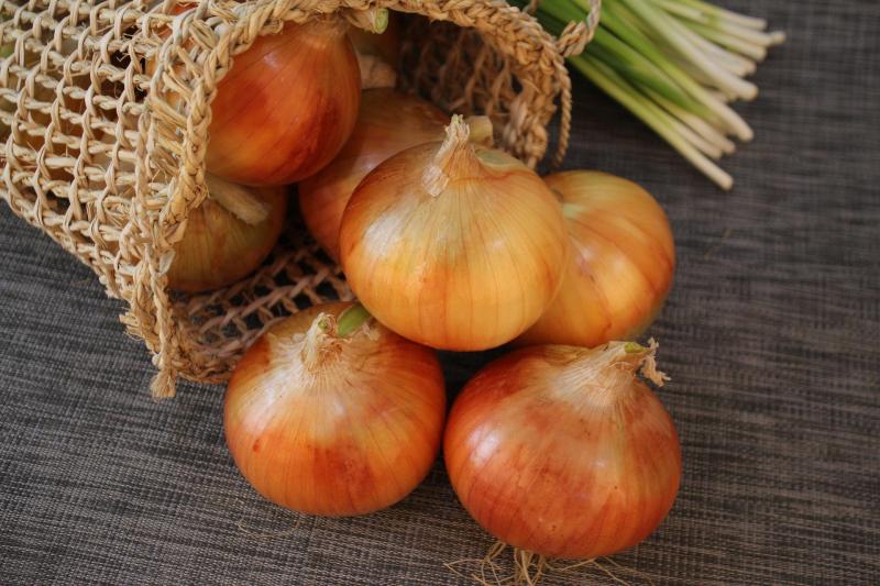 Harvesting and Curing Onions