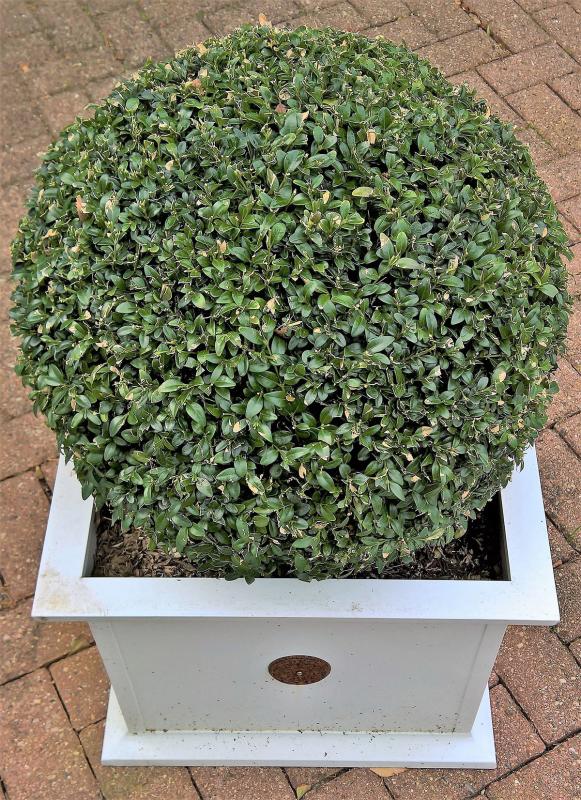 Winter Protection for Potted Trees and Shrubs 