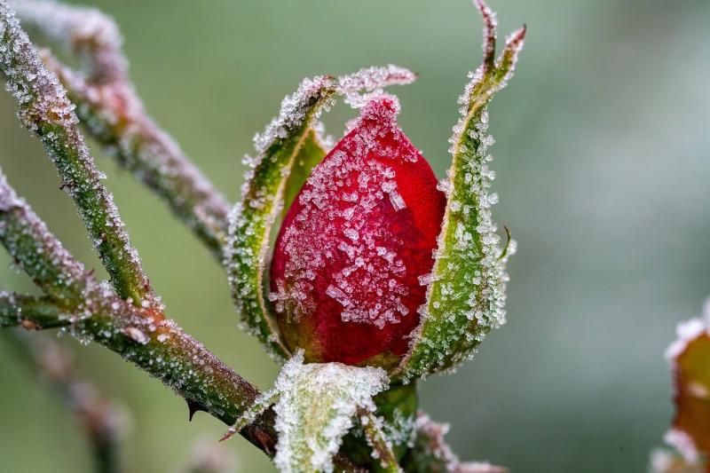 Frost – Cold Temperatures Bring an End to the Gardening Season
