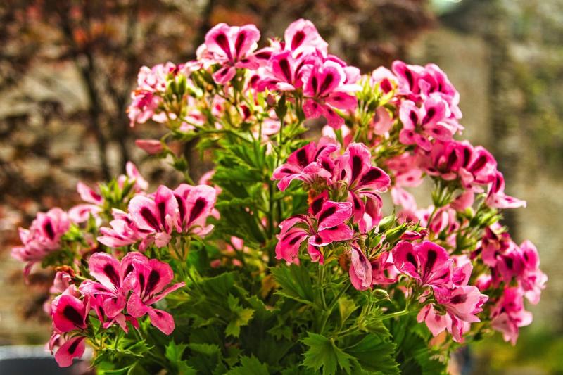 Growing Scented Geraniums