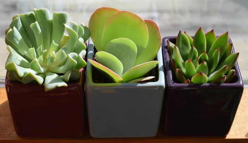 Winter Care of Indoor Plants