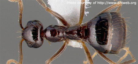 Small Honey Ant - View of Pinched Thorax - Photo Courtesy of AntWeb - www.antweb.org
