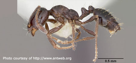 Little Black Ant - Photo courtesy of Antweb.org