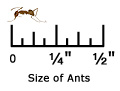 Crazy Ant Workers are Small